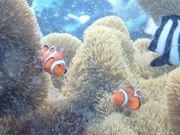 カクレクマノミ