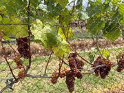 収穫間近のワイナリー