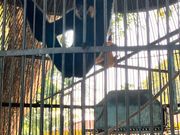 猿などの哺乳類も多くいます