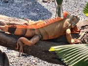 爬虫類好きにおすすめです