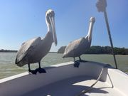 ジャングルボートにとまるペリカン