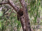 ヤンチャップ国立公園に立ち寄ってコアラやカンガルーなど散策