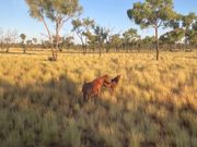 キングスキャニオン道中