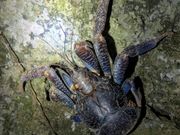 見つけたヤシガニ