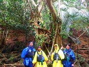 がじゅまるの木