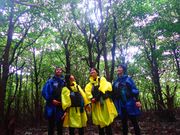 マングローブの森