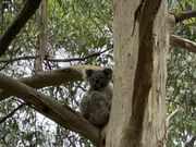車で走ってる途中でのコアラ