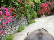 ブーゲンビリアの小道