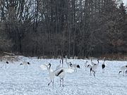 伊藤サンクチュアリ