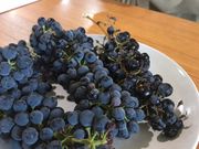 実際のワインぶどう味見