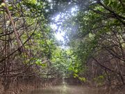 マングローブ小道