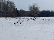 タンチョウの群れ