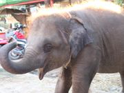 エレファントライディング