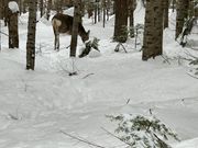 森で出会った鹿さん