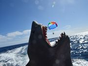 こんなお茶目な写真も撮ってくれます