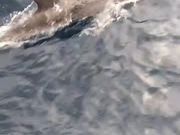 イルカに会えた