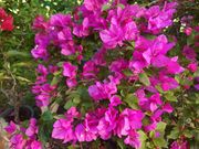 由布島ブーゲンビリア