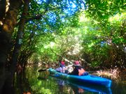 西表島マングローブカヌー🏝️
