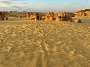 カンガルー🦘尻尾跡