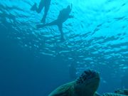 シュノーケリングでカメと撮影