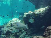 美ら海水族館の水槽