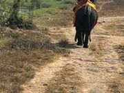 アユタヤ　ゾウ