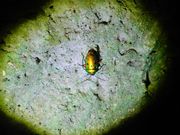 石垣島にいるカメムシのようです。金色に輝いています。