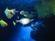 グロットの中にたくさんの魚がいました