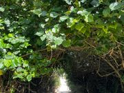 ビーチへの入り口