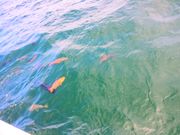 島上陸の前に魚の餌やり