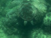 この日はウミガメにも4回、出会えました✨