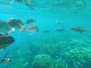 こんなに近くにお魚がみれます。