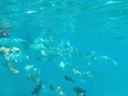 スタッフがバブルリングをしたり、えさ(いか)をあげてくれるので、楽しいです