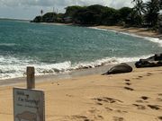 野生のアザラシに出会えて幸せ