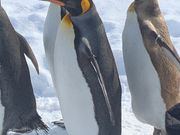 旭川動物園のペンギンの散歩