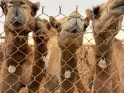 途中で寄ったラクダファーム