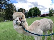 アルパカお散歩体験(残り時間次第？)