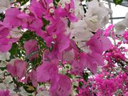 ブーゲンビリア