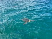 計15〜20匹のホヌと会えました！