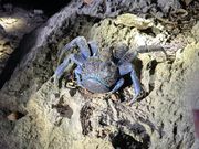 大きなヤシガニ！