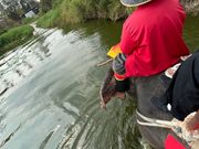 象に乗って池の中へ。