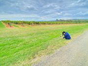 ぶどう畑に野生のカンガルー！撮影