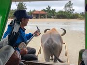 由布島は向かう牛車