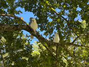 野生のオウムとの触れ合い