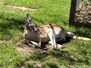 カンガルーに餌やりもできた！
