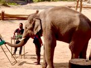 エレファントアーティスト