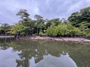 西表島マングローブクルーズ