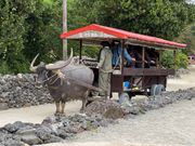 竹富島の水牛車