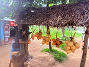 ココナッツジュースも飲みました！