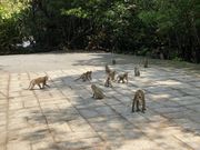 オナガザルへの餌付け